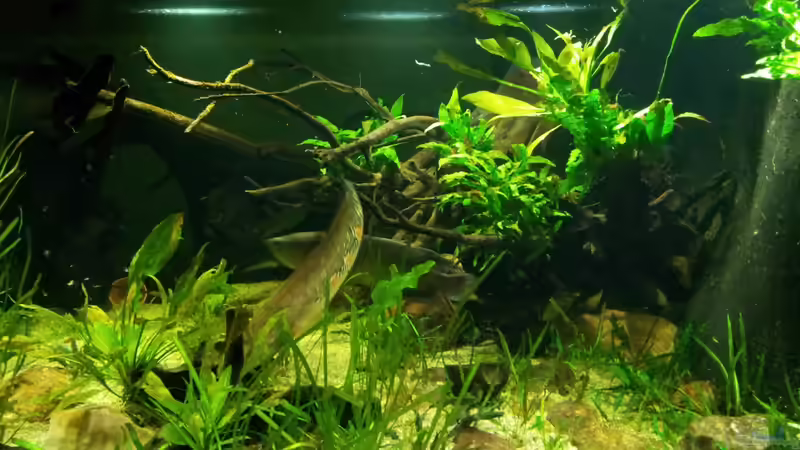 Aquarium Tigers, Dragons &amp; Snakeheads - Beispiel von stomar6 (12)