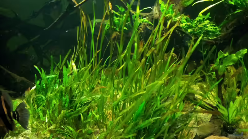 Aquarium Tigers, Dragons &amp; Snakeheads - Beispiel von stomar6 (13)