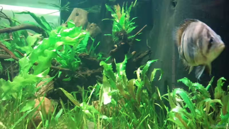 Aquarium Tigers, Dragons &amp; Snakeheads - Beispiel von stomar6 (3)