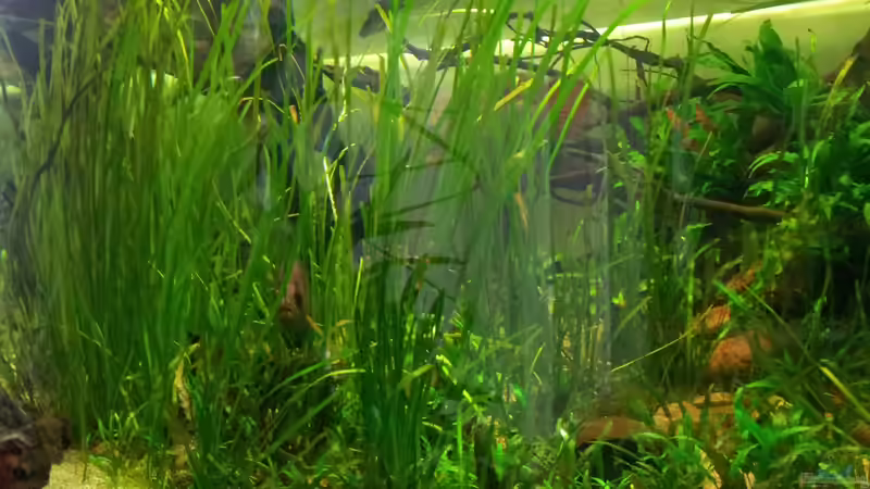 Aquarium Tigers, Dragons &amp; Snakeheads - Beispiel von stomar6 (6)