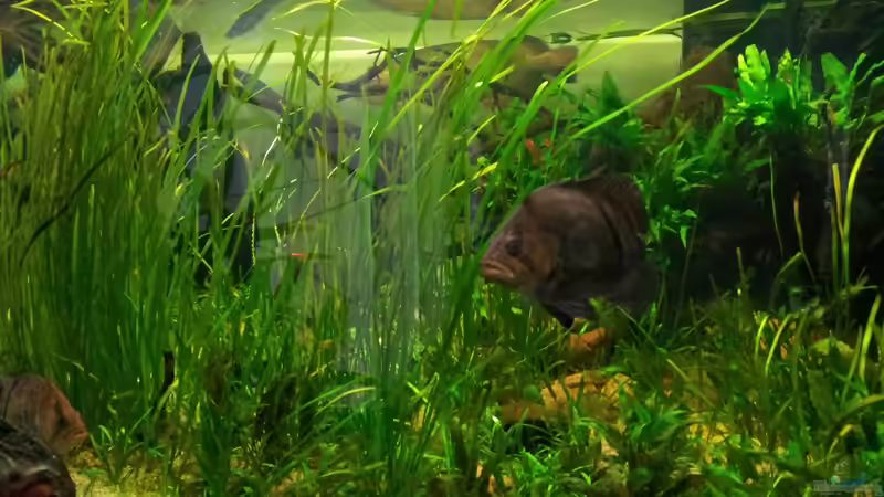 Aquarium Tigers, Dragons &amp; Snakeheads - Beispiel von stomar6 (7)