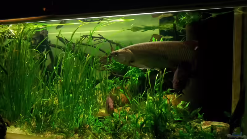 Aquarium Tigers, Dragons &amp; Snakeheads - Beispiel von stomar6 (8)