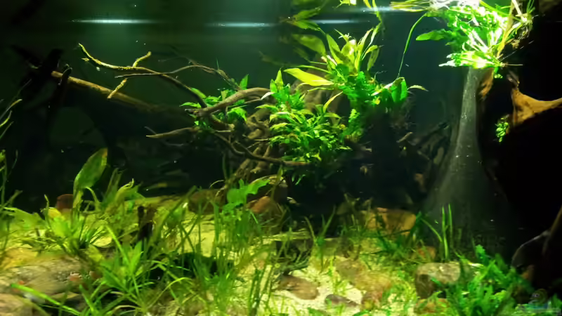 Aquarium Tigers, Dragons &amp; Snakeheads - Beispiel von stomar6 (9)