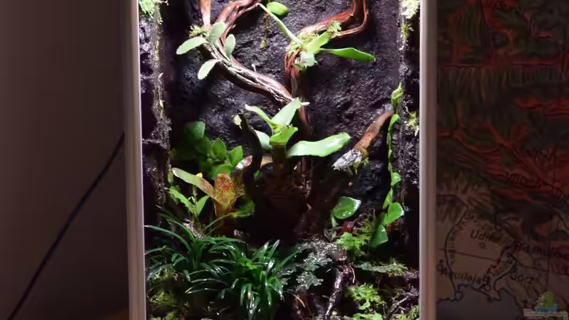 Aquarium Tiny Jungle von Junglist (2)