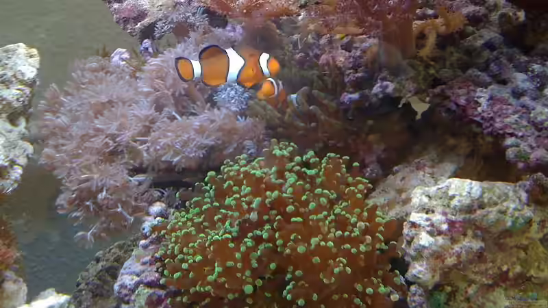 Aquarium TNT Aquarium von andi76 (2)