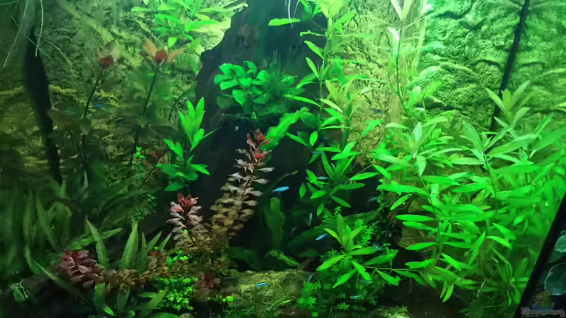 Aquarium Tobi&#039;s Südamerika Becken von Tobim02 (2)