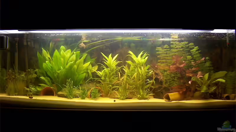 Aquarium tomekks 300er von tomekk (3)