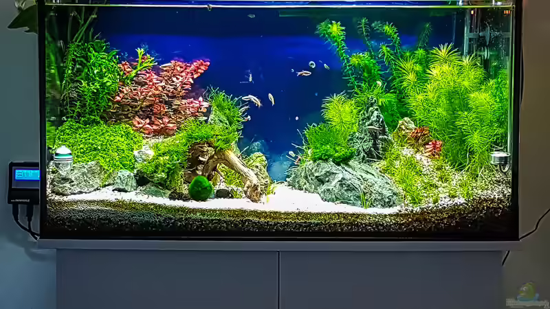 Aquarium Tommys&#039; Scape von TommyR (11)