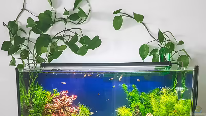 Aquarium Tommys&#039; Scape von TommyR (13)