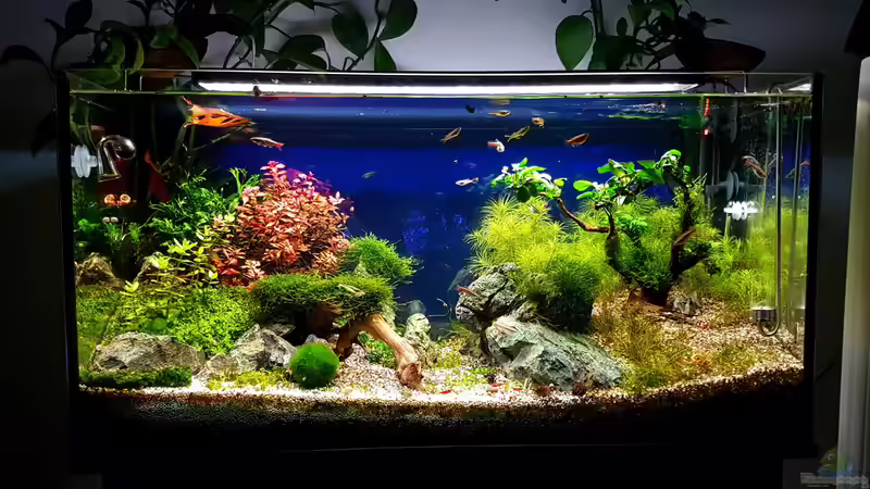 Aquarium Tommys' Scape von TommyR (2)