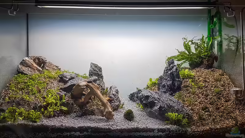 Aquarium Tommys&#039; Scape von TommyR (5)