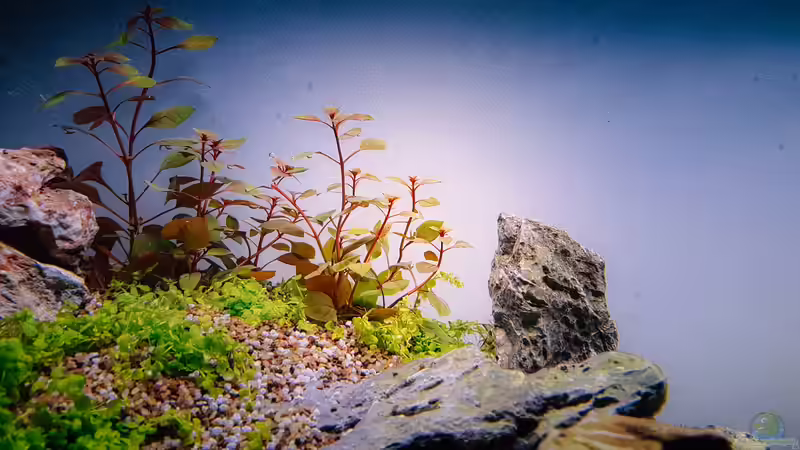 Aquarium Tommys&#039; Scape von TommyR (7)