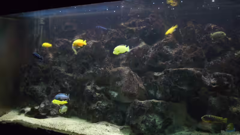 Aquarium Toms Malawibecken 300 von Tom (4)