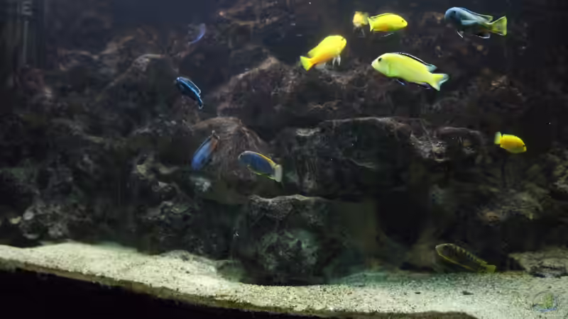 Aquarium Toms Malawibecken 300 von Tom (5)