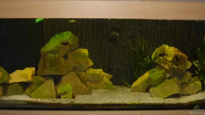 Aquarium Tom`s Tropheusbecken von Tom (4)