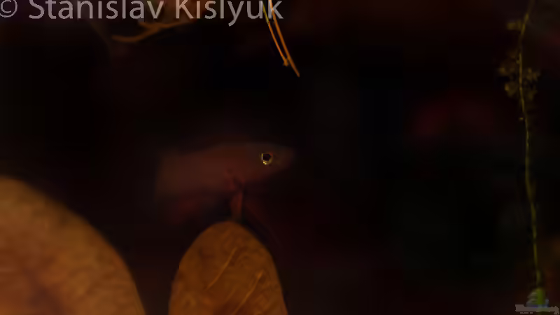 Aquarium Torfmoore Kalimantans von Stanislav Kislyuk (2)