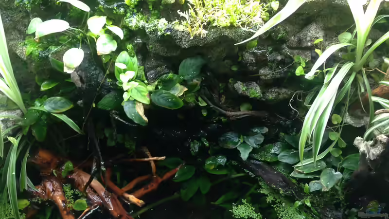 Aquarium Traum von Afrika von Stephi (17)