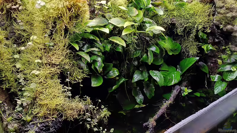 Aquarium Traum von Afrika von Stephi (3)