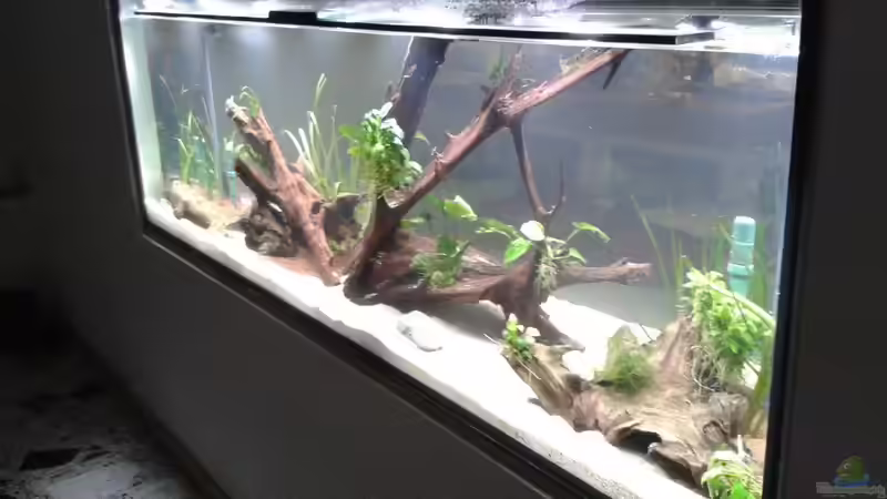 Aquarium Treppenhausseite von Klaus R (14)