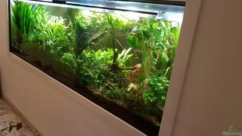 Aquarium Treppenhausseite von Klaus R (21)