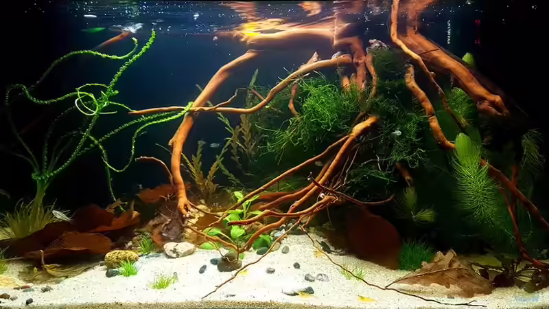 Aquarium Trichopsis pumila (Nur noch Beispiel) von YoshiMaus (4)