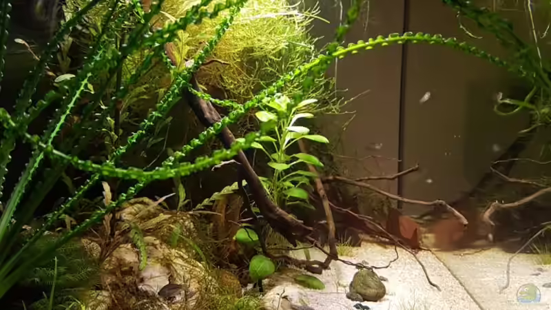 Aquarium Trichopsis pumila (Nur noch Beispiel) von YoshiMaus (7)