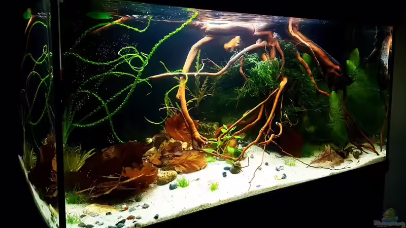 Aquarium Trichopsis pumila (Nur noch Beispiel) von YoshiMaus (8)