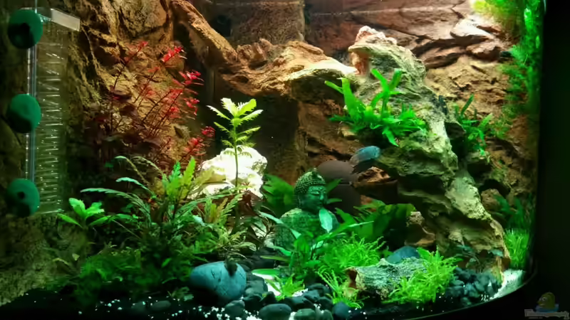 Aquarium Trigon 190 &quot;Buddha&quot; von Chita (3)