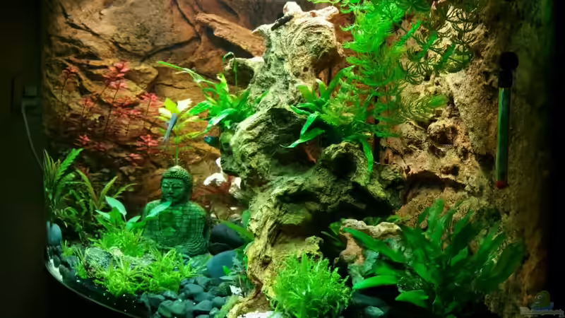 Aquarium Trigon 190 "Buddha" von Chita (4)