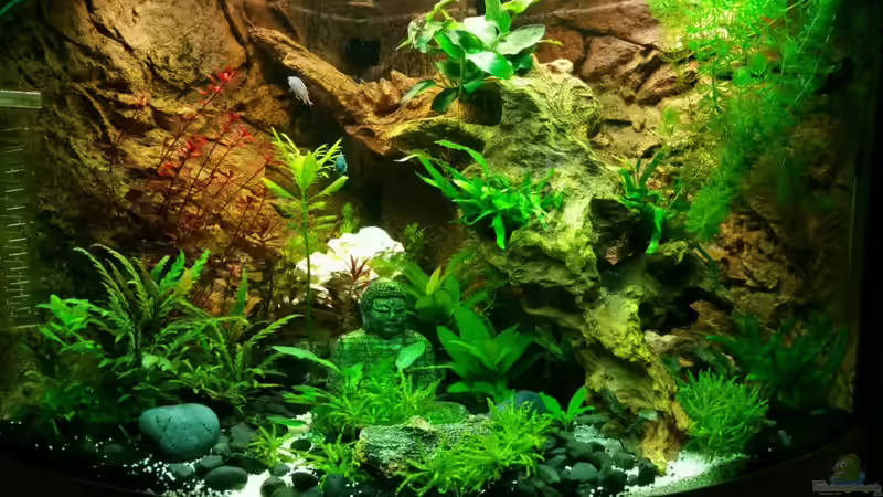 Aquarium Trigon 190 &quot;Buddha&quot; von Chita (5)