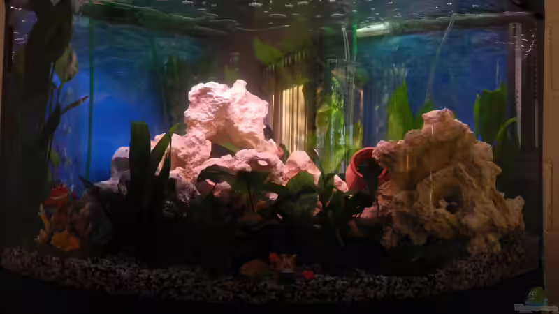 Aquarium Trigon 190 von Juwel von cervino10 (2)