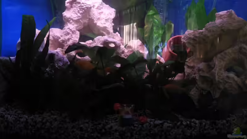 Aquarium Trigon 190 von Juwel von cervino10 (4)