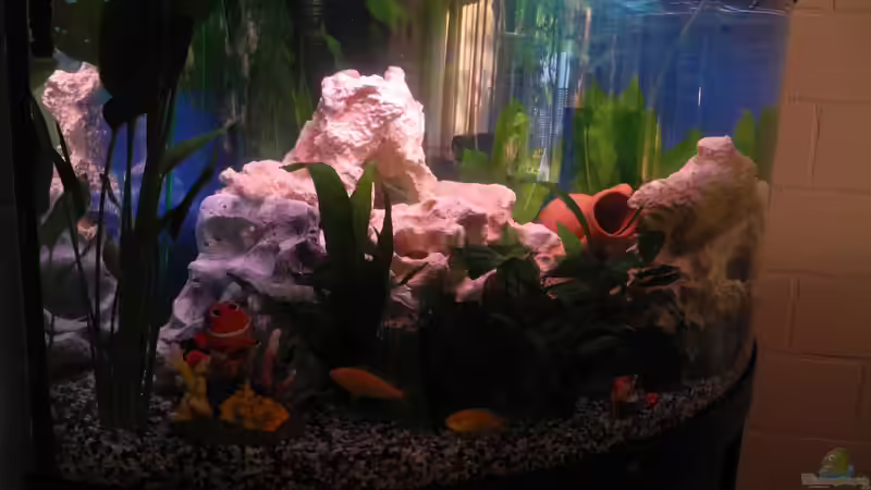 Aquarium Trigon 190 von Juwel von cervino10 (5)