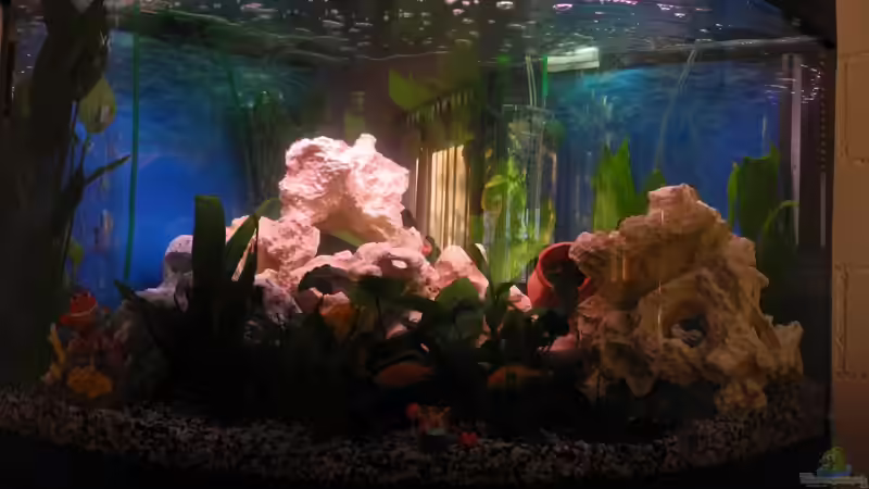 Aquarium Trigon 190 von Juwel von cervino10 (6)