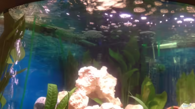 Aquarium Trigon 190 von Juwel von cervino10 (7)