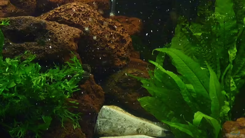 Aquarium Trigon 190 von Rainer Wiegand (2)