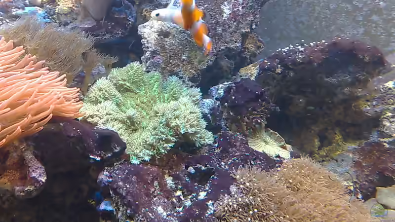 Aquarium Trigon 350 (ablösung durch Deltec- Becken) von Holgi K. (14)