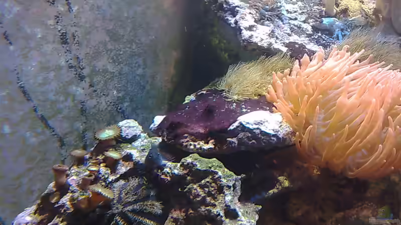 Aquarium Trigon 350 (ablösung durch Deltec- Becken) von Holgi K. (15)