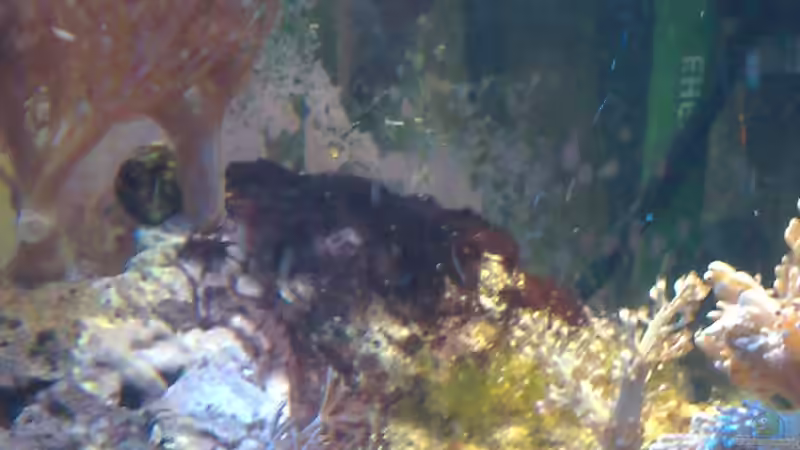 Aquarium Trigon 350 (ablösung durch Deltec- Becken) von Holgi K. (16)