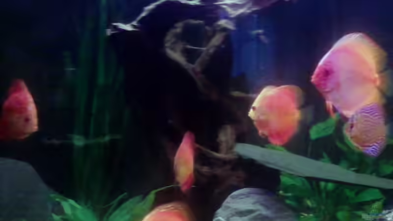 Aquarium Trigon 350 von Ich bins Volker (10)