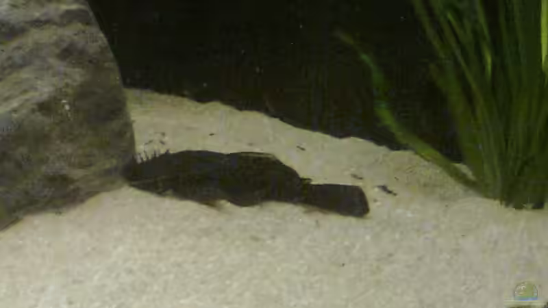 Aquarium Trigon 350 von Ich bins Volker (6)