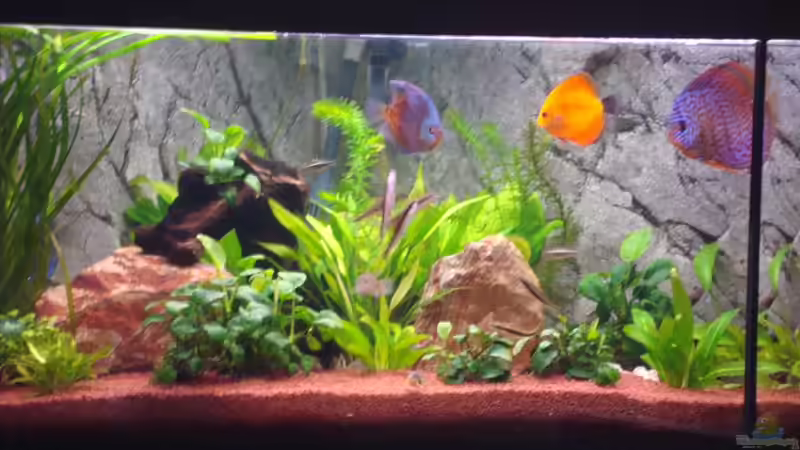 Aquarium Trigon 360 von stefan041287 (2)