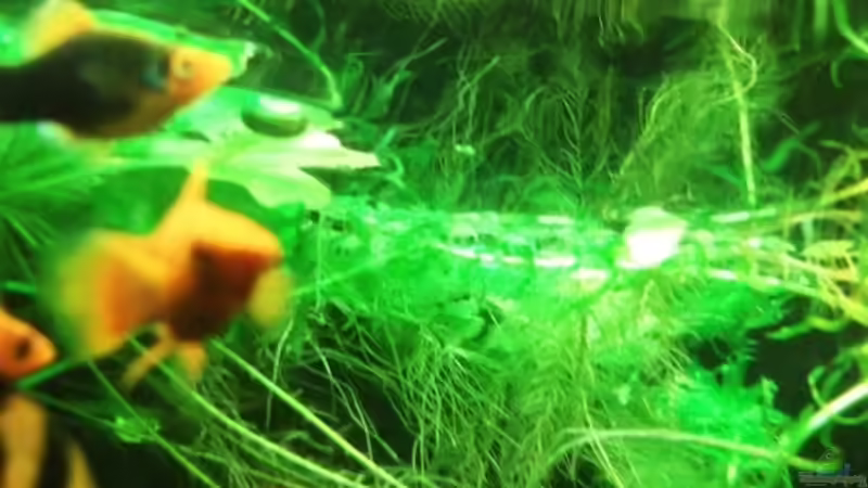 Aquarium Trockentauchen im Wohnzimmer ) von Babsi Aud (14)