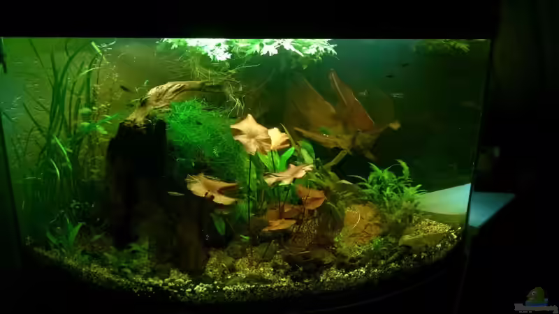 Aquarium Tropenfluss (aufgelöst) von Cello (3)