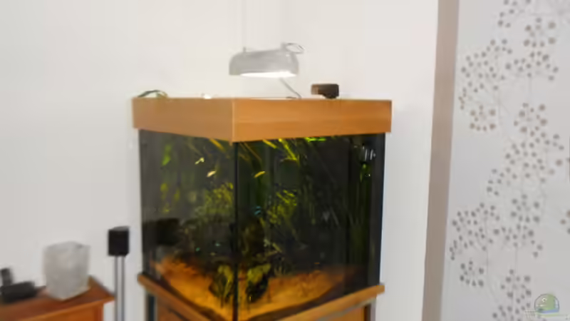 Aquarium Tropenwürfel von Jan Hüsemann (2)