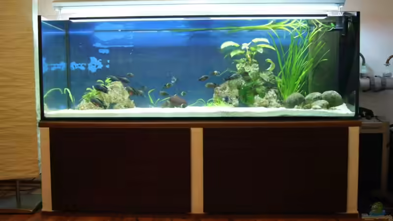 Aquarium Tropheus Becken 2011 von Robin H. (2)