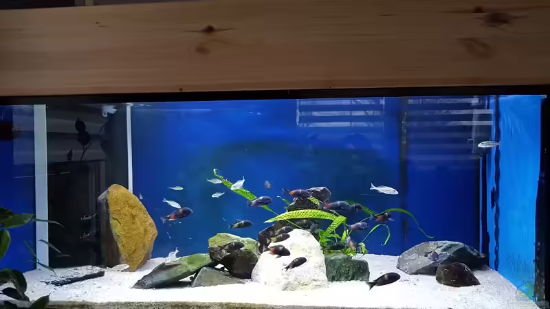 Aquarium Tropheus bulu point von Riftvalley88 (2)