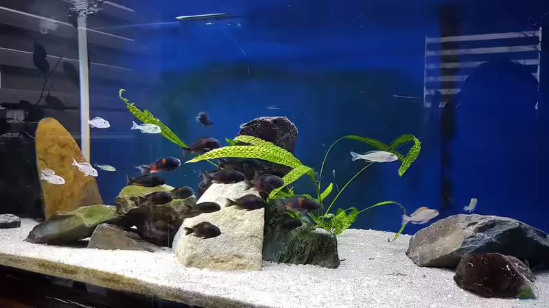 Aquarium Tropheus bulu point von Riftvalley88 (3)