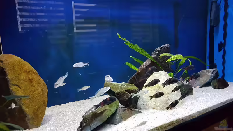 Aquarium Tropheus bulu point von Riftvalley88 (4)
