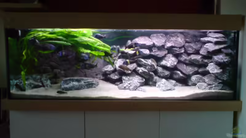 Aquarium Tropheus-Gesellschaft von Bbert (2)